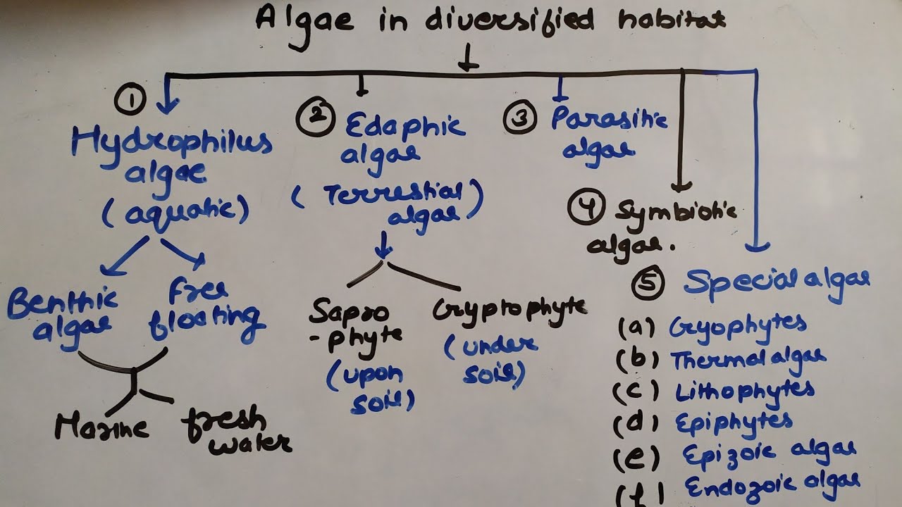 Algae in diversified Habitat ।।msc ।। Algae