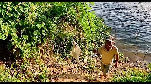 Lâu lắm rồi mới câu lại bãi này vẫn có cá cóc và cá mè//câu cá sông Đồng nai