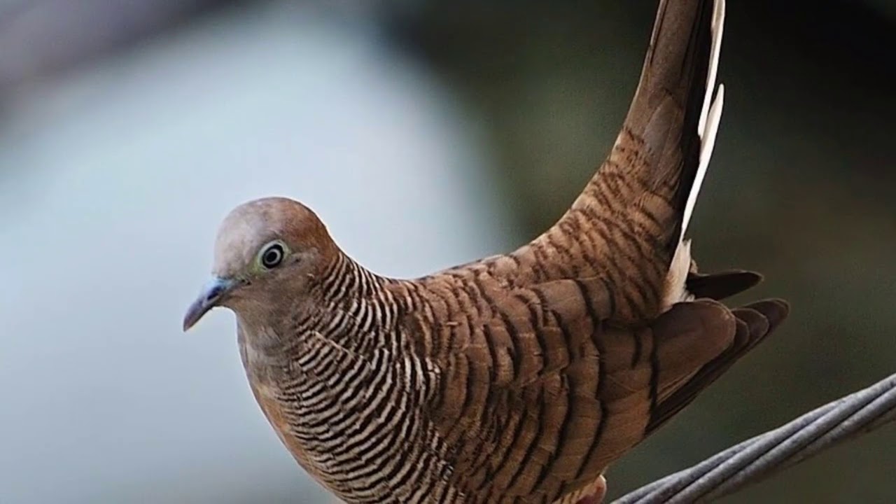 5 Jenis Burung Perkutut Yang Dipercaya Mendatangkan Kekayaan
