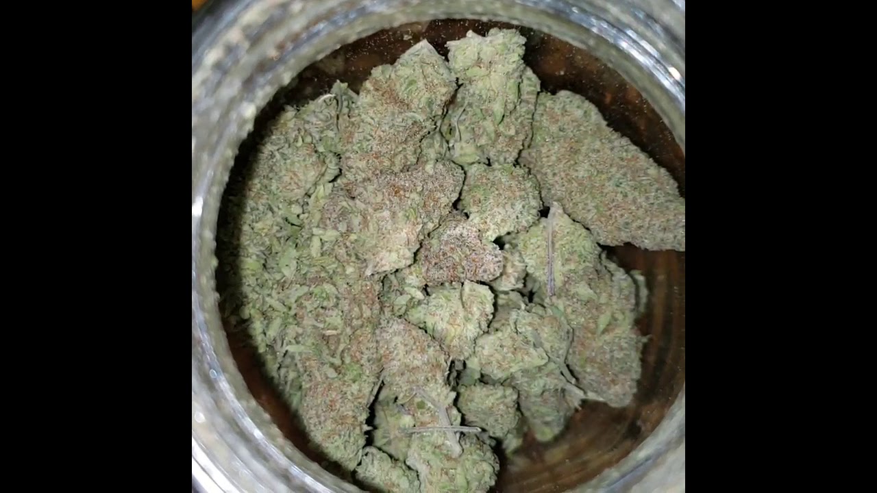 Blueberry muffin 💙  Humboldt seed company