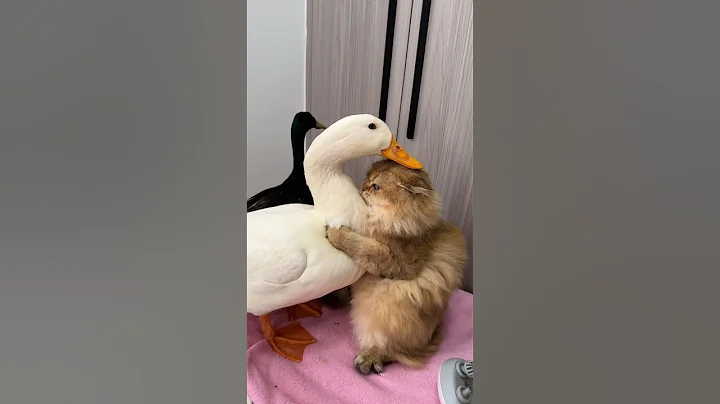 Laugh until my stomach hurts.The Cat and the Duck.(Click to watch the full version) #cute #funny