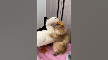 Laugh until my stomach hurts.The Cat and the Duck.(Click to watch the full version) #cute #funny