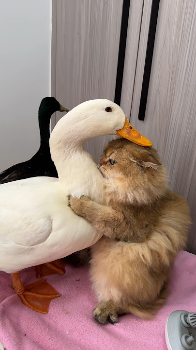 Laugh until my stomach hurts.The Cat and the Duck.(Click to watch the full version) #cute #funny