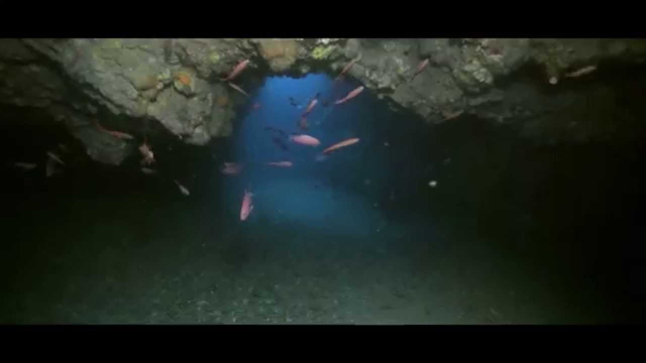 Biodiversité Marine de l'Algérie