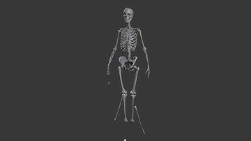 Skeleton assembly animation