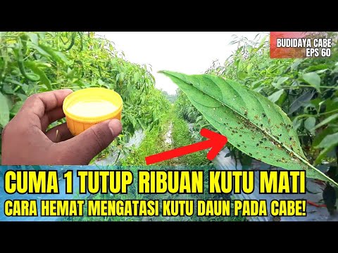 Video: Preparat yang tidak berbahaya untuk kutu daun. Obat tradisional untuk kutu daun