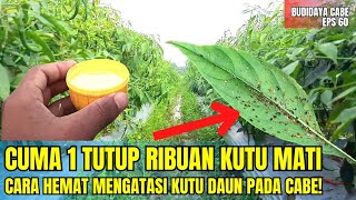 CARA MENGATASI KUTU DAUN KUTU KEBUL PADA TANAMAN CABE screenshot 4