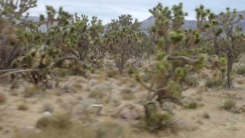 joshua tree forest park.mov
