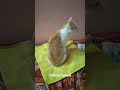Cat Cats Catsofinstagram Catlover Cat Cats Catsofinstagram Catlover