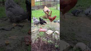 Stanı, Voyageur Takla Coque, Poulette, Abonnez-Vous,