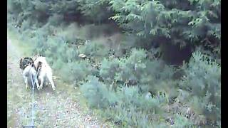 F&LSmellaDeer.AVI