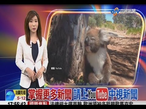 小無尾熊哭哭(4月24日即時新聞現場)