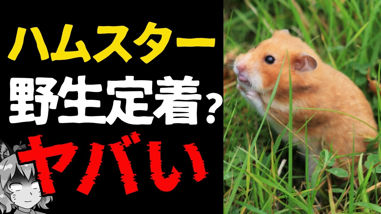 URGENT] Please help find a stray hamster that has settled in the