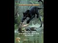The Black Jaguar: Unmasking the Dark Secret of the Amazon's Invincible Hunting Machine