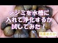 シジミで水槽の浄化を試してみた！　［筑豊めだか］