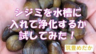 シジミで水槽の浄化を試してみた！　［筑豊めだか］