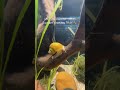 This Tiny Snail Works Harder Than My Filter 🐌 #aquarium #fishkeepinghobby #fishhobby