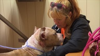 Tia and Sugar Hill Rescue a Badly Beaten, Blind Dog