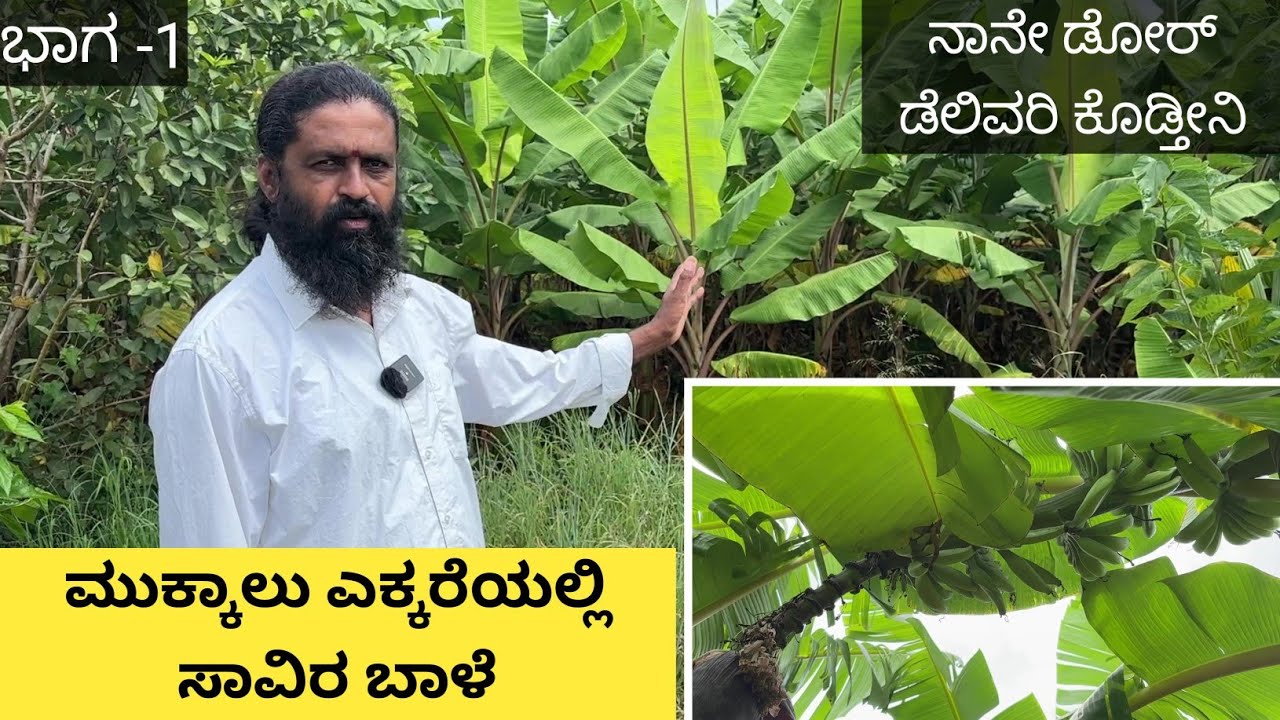 ಕಡಿಮೆ ಜಾಗದಲ್ಲಿ ಹೆಚ್ಚಿನ ಇಳುವರಿ ಹೇಗೆ ತೆಗೆದುಕೊಳ್ಳುವುದು ಹಾಗೂ ಹೆಚ್ಚಿನ ಗಿಡಗಳನ್ನು ಕೂರಿಸುವ ಐಡಿಯಾ ಇದು... ಮುಂದ