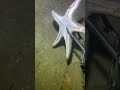 I catching seafood on the seafloor-P1027.#fishing #ocean #deepsea #nature #beach
