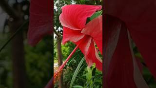 "🌺 Khubsurat Gulabi Gudhal Ka Phool | Pink Hibiscus Flower #Shorts"