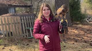 The history of falconry in North Carolina