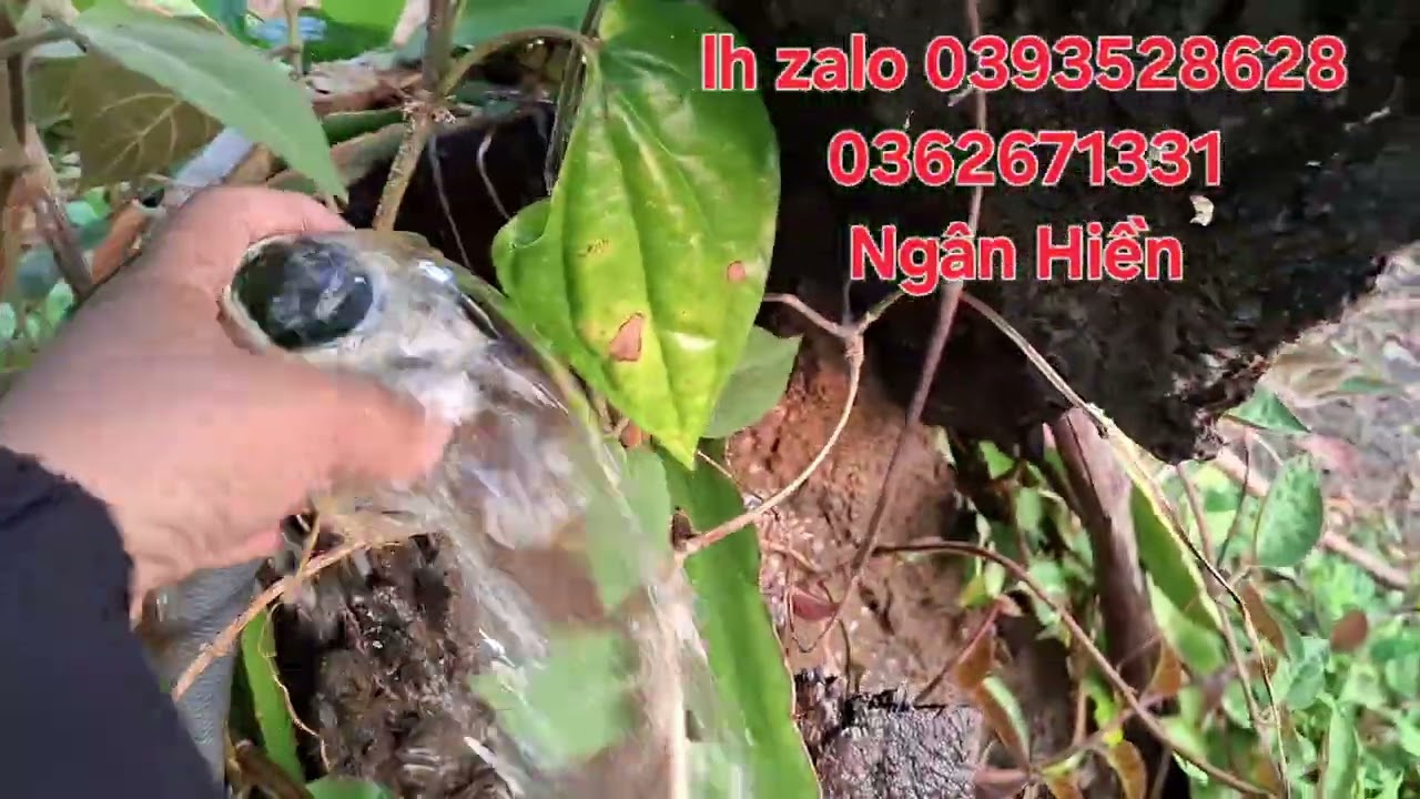 Nhượng khoảng 20ha giá 35tr/ha có thương lượng 