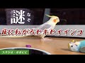 【謎】床に転がるセキセイインコ #セキセイインコ　#オカメインコ　#コザクラインコ