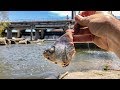 I Caught The SPILLWAY MONSTER!!! (New PB x2!)