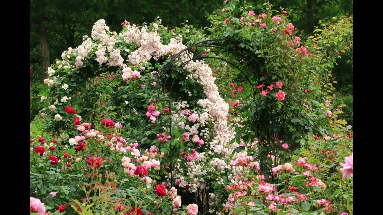 レッドヒルヒーサーの森 ローズガーデン（三重県津市）