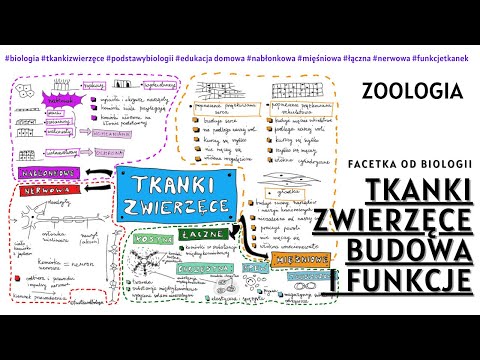 Tkanki zwierzęce - Budowa i funkcje tkanek zwierzęcych  - Darmowe korepetycje - Zoologia