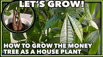HOW TO GROW THE MONEY TREE PLANT