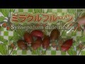 【くだもの】ミラクルフルーツ