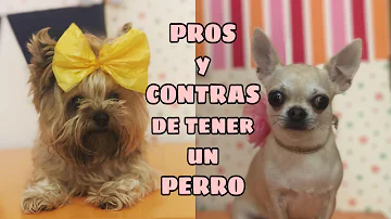 ¿Merece la pena tener un perro?