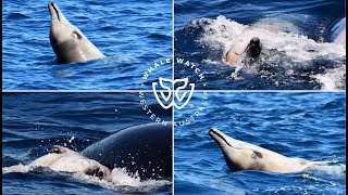 Australian Orca Hunt Juvenile Beaked Whale