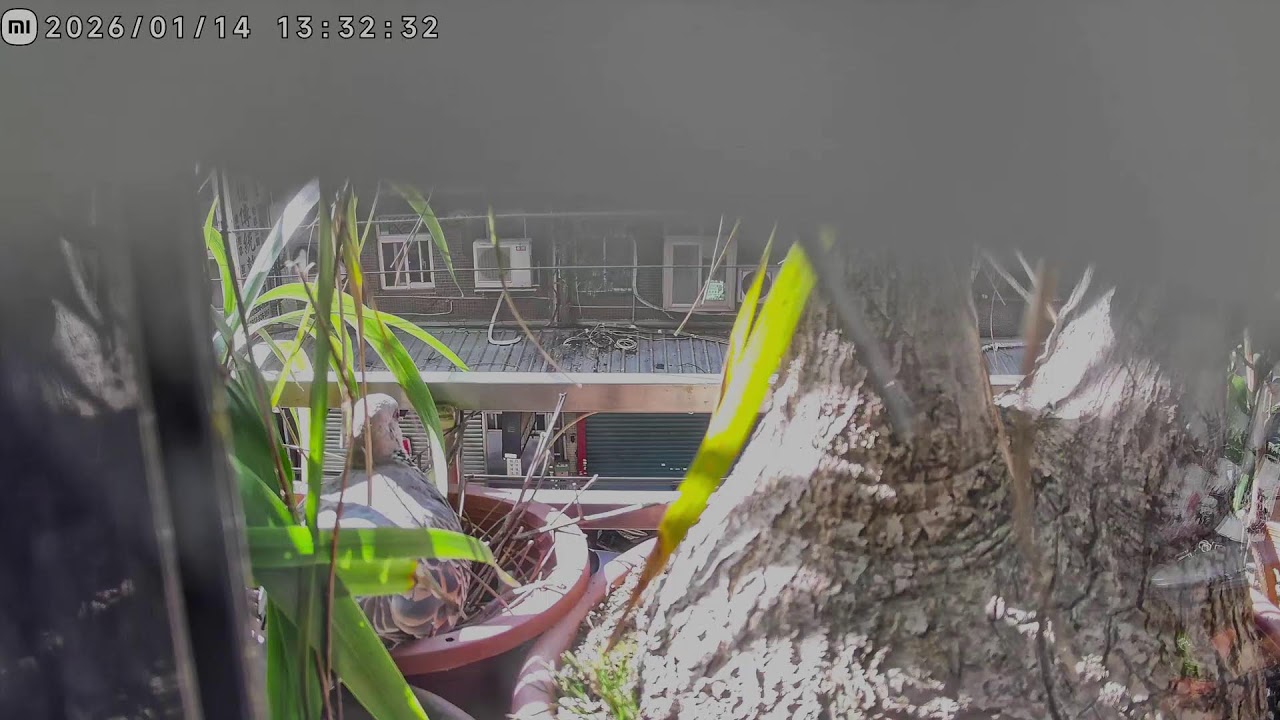 Wild Spotted Dove Nesting on My Balcony – 24h Live Nest Cam 陽台斑鳩入住｜一起等咕菇孵化與離巢｜敷地計畫 Siteplandays