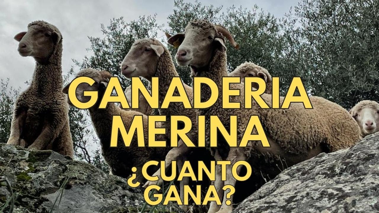 🟩🤑 CUANTO GANA GANADERIA MERINA JOAQUIN ORTIZ en YOUTUBE
