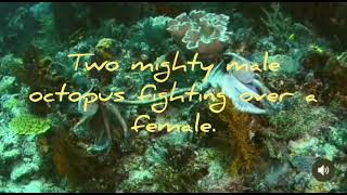Two Mighty Male Octopus Fighting Over A Female.