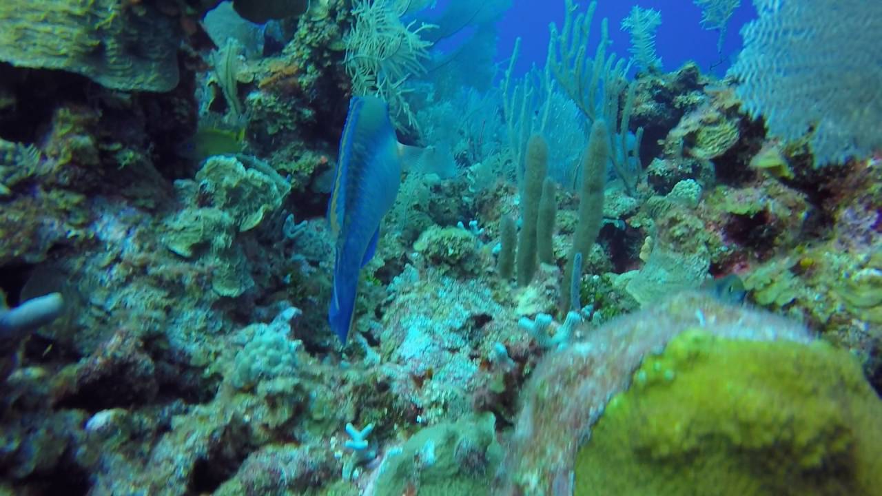 Cayman Islands Scuba Diving 2016