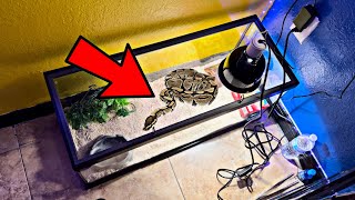 I Got A Snake Python…