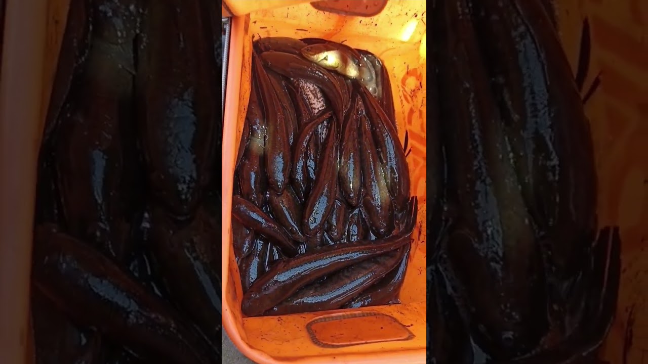 hasil negek anak predator😜 