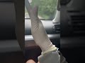 🧤🧤 #asmr #relax #gloves #asmrtriggers #asmrgloves #asmrvideos #asmrglovesounds