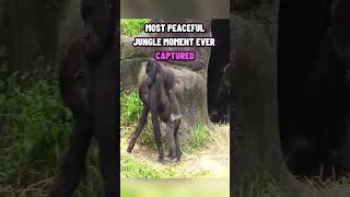 #Gorilla #ZooLife #GorillaLife #ZooAnimals