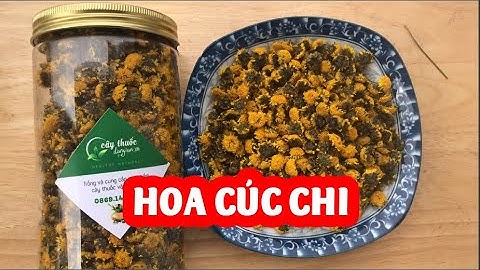 Trà Hoa Cúc Chi Và Mua Trà Hoa Cúc Chi Ở Đâu