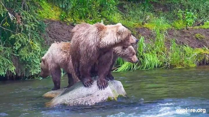 4 Hours of Brooks Falls in 4k! | Brown Bear Screensaver