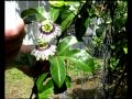 Hand Pollinate your Passion Fruit  Flower