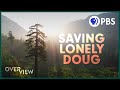 Old Growth Forests and Conservation Efforts