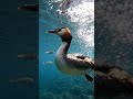 Whistling Duck Underwater4K #birds #wildlife #nature #birdsong #4k #vibrantbirds  #cinematic