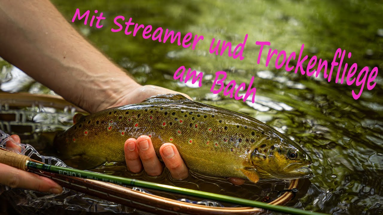 FLIEGENFISCHEN am kleinen Fluss auf BACHFORELLE!