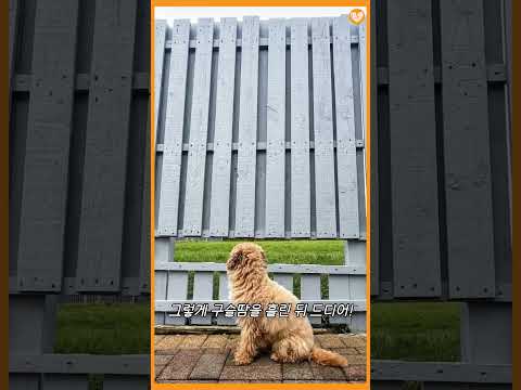 <strong>울타리</strong> 틈새로 세상 구경하던 댕댕이를 미소짓게 한 아빠의 선물 #shorts #강아지 #감동